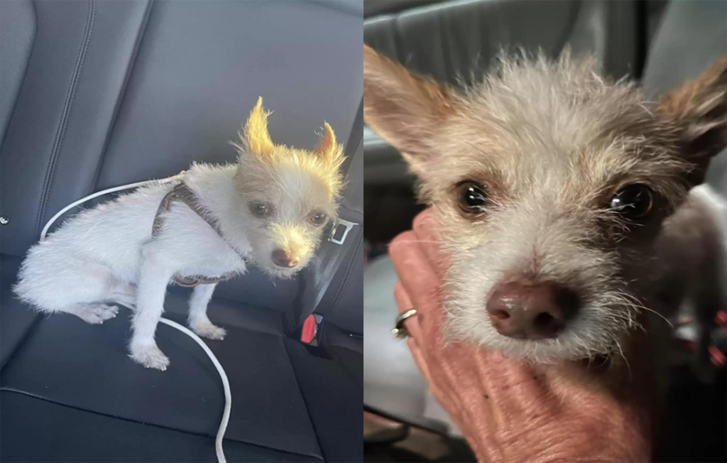 Hungry Stray Dog Pleads for Food, Ends Up Finding a New Lease on Life